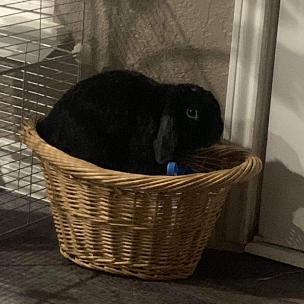 🐰 FOLLOW GAME w/TANK 🐰| Goal: 100K - Picture 5 of 10
